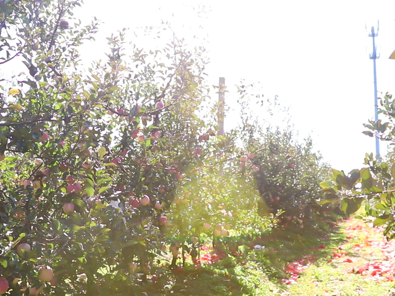 果树为什么要修剪？